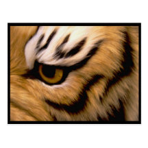 Tiger Photo Postcard