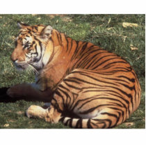Tiger Photo Sculpture photo sculptures