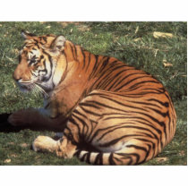 Tiger Photo Sculpture photo sculptures by deesbasenjis Tiger Photo Sculpture photo sculptures