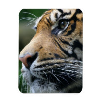 Tiger Picture Gel Magnet