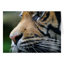 Tiger Picture Greeting Card
