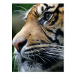 Tiger Picture Postcard postcards