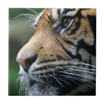Tiger Picture Tile