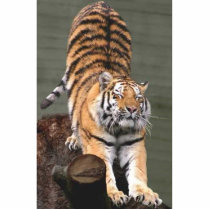 tiger pin photo sculptures