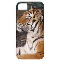 Tiger Portrait iPhone 5 Case casemate cases