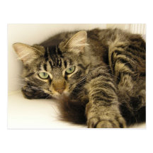 Tiger Post Card