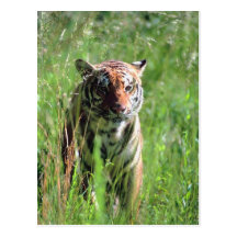 Tiger Post Card