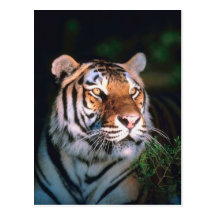 Tiger Post Cards