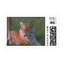 Tiger Postage Stamp stamps