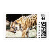Tiger Postage Stamp stamps