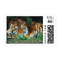 Tiger Postage Stamp stamps