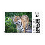 Tiger Postage Stamps stamps