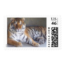 Tiger Postage Stamps