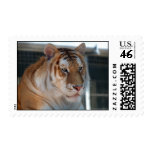 Tiger Postage Stamps