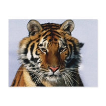 tiger postcards by REDINARD tiger postcards