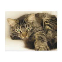 Tiger postcards