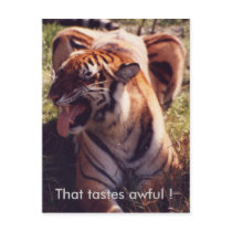 Tiger Postcard