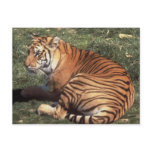 Tiger Postcard
