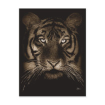 Tiger Postcard by glenndesigns Tiger Postcard