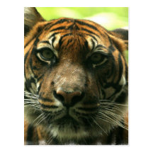 Tiger Postcard