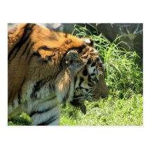 Tiger Postcard