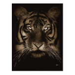 Tiger Postcard