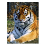 Tiger Postcards