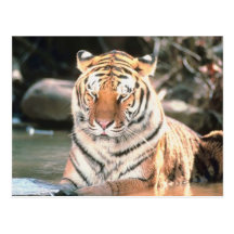 Tiger Postcards