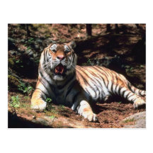 Tiger Postcards