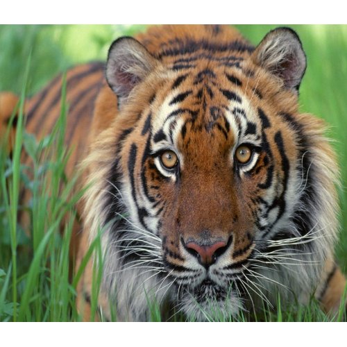 Tiger print