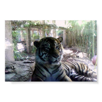 Tiger posters