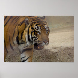 tiger poster print