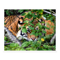 Tiger posters