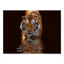 TIGER posters by River_Phoenix TIGER posters