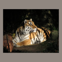 Tiger Poster posters
