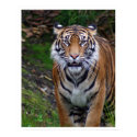 Tiger posters