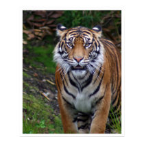 Tiger posters by jeanro Tiger posters