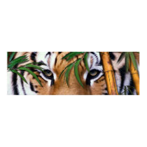 tiger posters by PauloRodrigues tiger posters