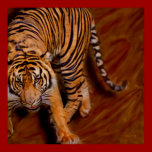 Tiger posters