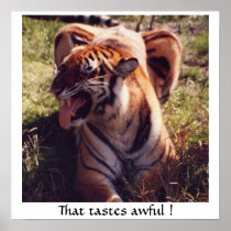 Tiger Poster