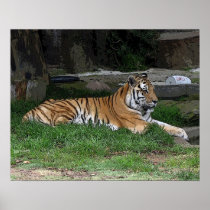 Tiger Poster