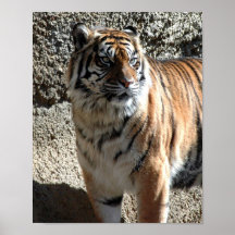 Tiger Poster