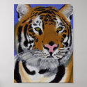 Tiger Poster posters