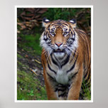 Tiger Poster
