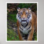 Tiger Poster
