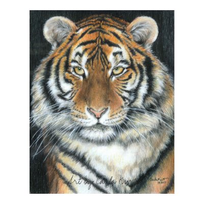 Tiger Poster, Art by Carla Kurt by CarlaKurtArt