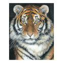 Tiger Poster, Art by Carla Kurt posters