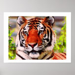Tiger Poster Print - Pop Art Style Tigers Posters