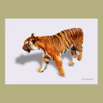 TIGER posters