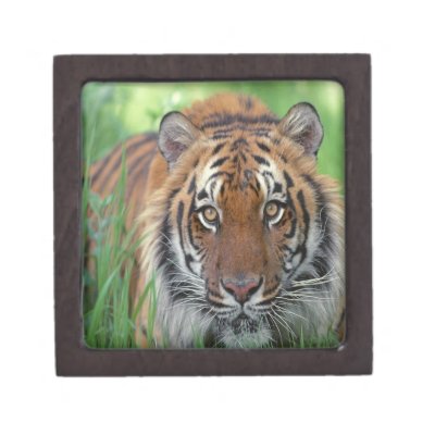 Tiger Premium Trinket Boxes